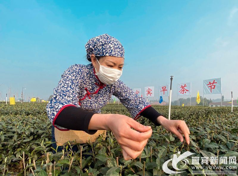 二月茶香迎春来 宜宾早茶网上购