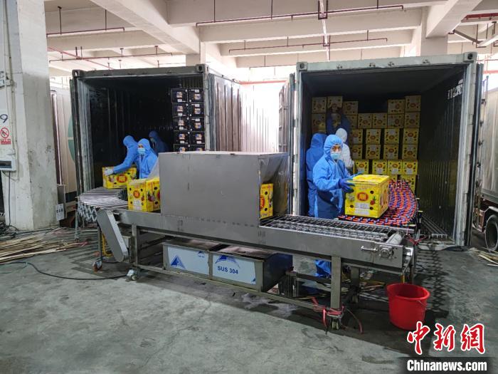 图为身穿防护服的工人将货物从越南车上卸载至消毒带上过机，再装上旁边的中国货车。　陈冠言 摄