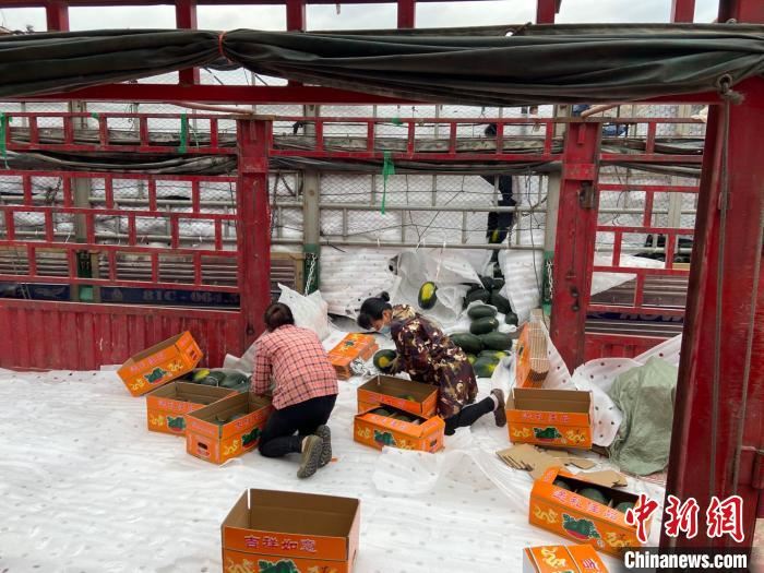 图为工人将进口西瓜从越南货车转运装至中国车上。 林洁琪 摄 图为工人将进口西瓜从越南货车转运装至中国车上。 林洁琪 摄